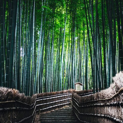 arashiyama_ok