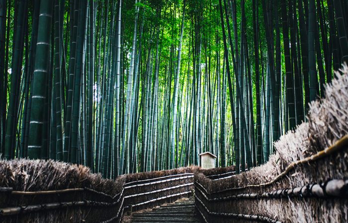 arashiyama_ok