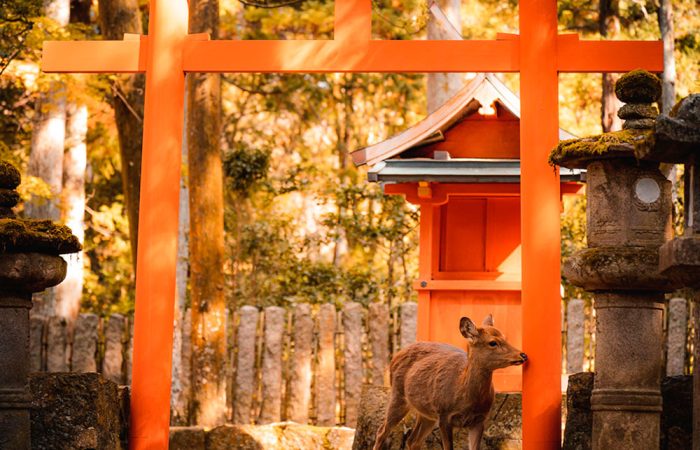 nara_ok